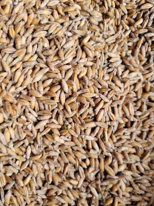 Pszenżyto Meloman - zbiór 2025