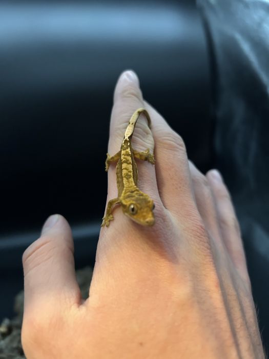 Młody Gekon Orzęsiony pinstripe nsex