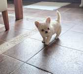 Chihuahua długowłosy ZKwP FCI