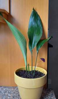 Planta Aspidistra(ou "orelhas de Burro")