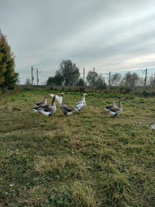 Gęsi kłobudzkie i owsiane