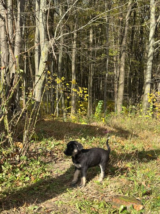 Песики шукають сімʼю БЕЗКОШТОВНО