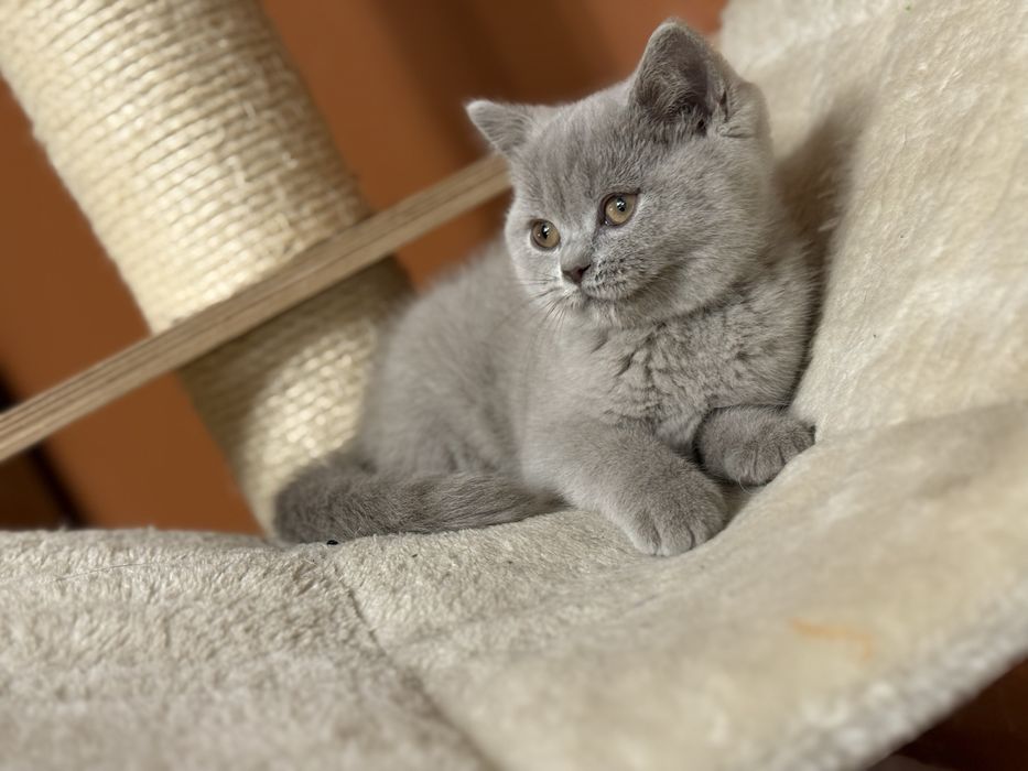 Kotka Brytyjskia Liliowa Koteczka Biszkoptowa Do Odbioru