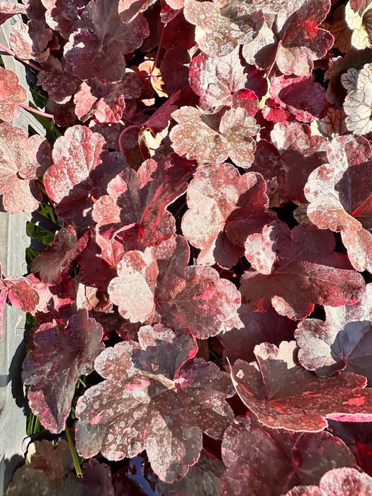 Гейхера арабіка, фореве ред