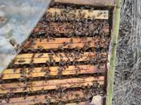 Rodziny pszczele z ulami