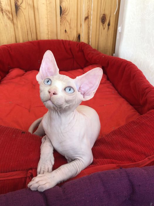 Девочка  голубоглазая