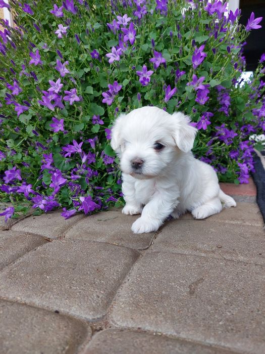 Maltańczyk z rodowodem piesek