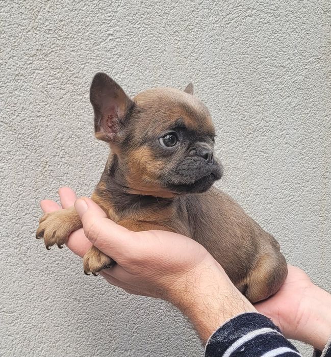 Bulldog exótico macho