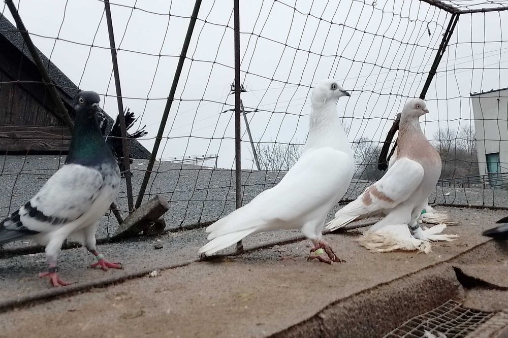 Czarnodzioby , białopolskie