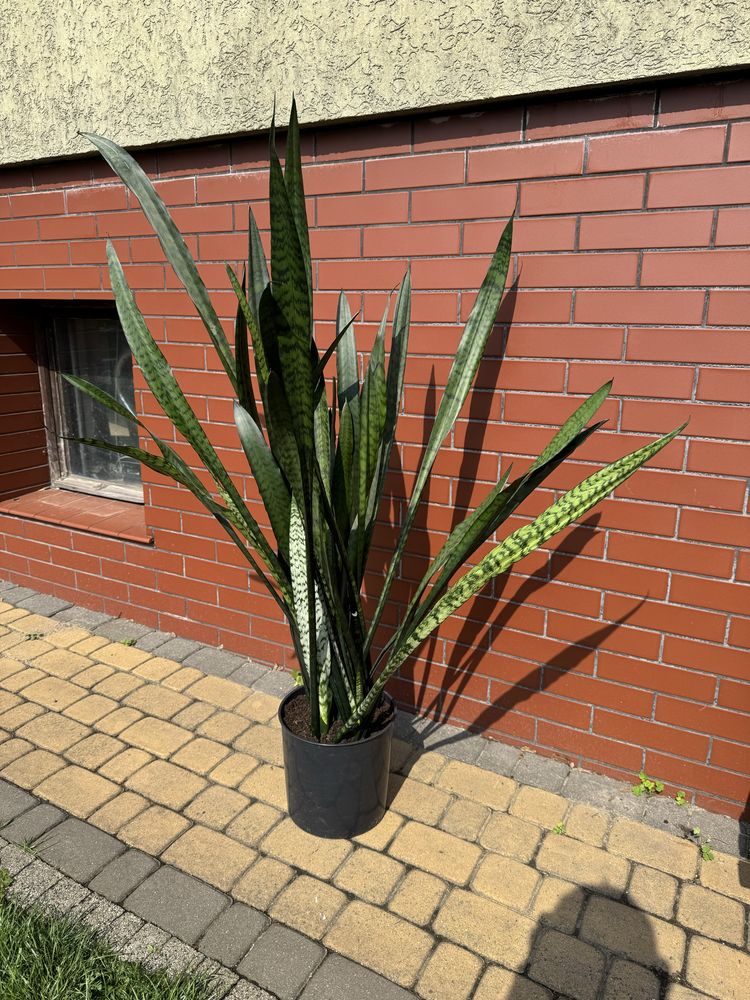 Sansevieria, wężownica 120 cm