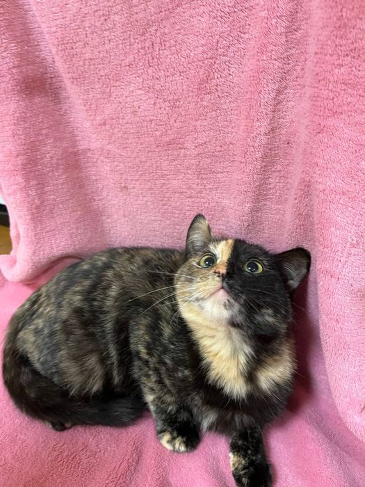 Кошеня дівчинка 5-6 міс. Трьохмасна. Шукає сімʼю!