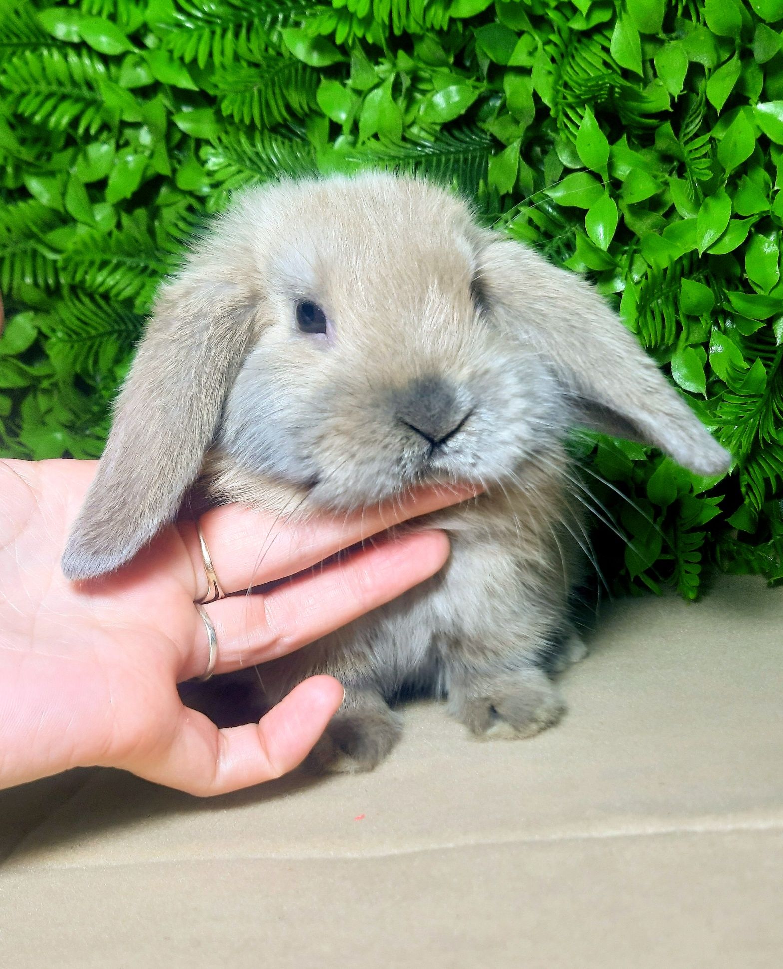 Карликовый мини кролик,карликовий міні,декоративные декоративні