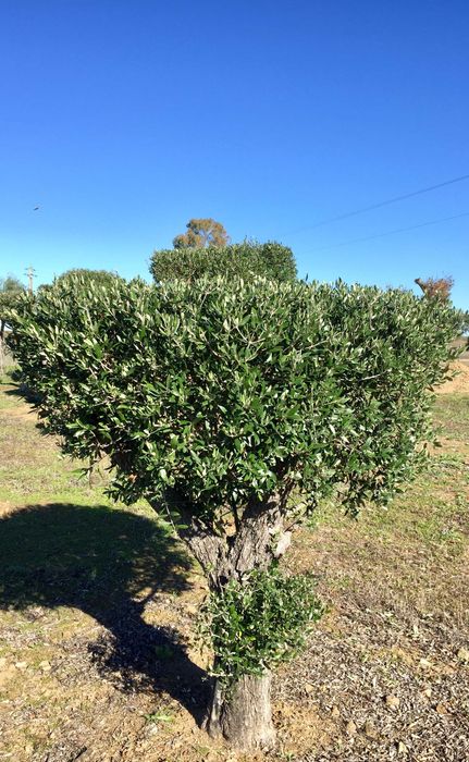 Oliveiras Bonsai - Alentejo