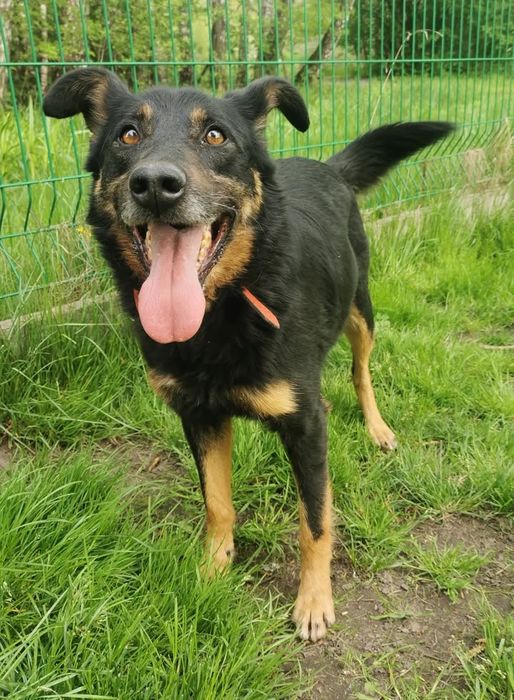 Tango-czeka na dom..