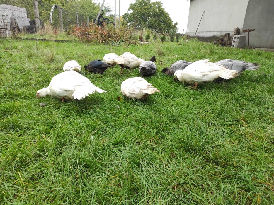 Мускусні качки важка лінія німецька селекція, молодняк та дорослі