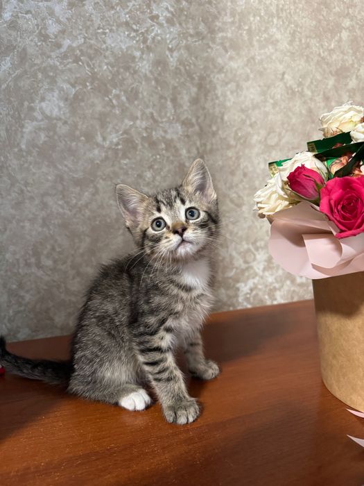 Віддам кошенят в добрі руки