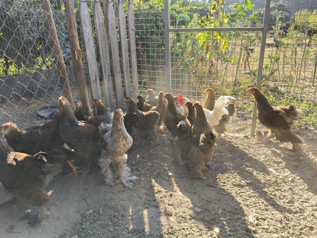 Brahmas várias cores