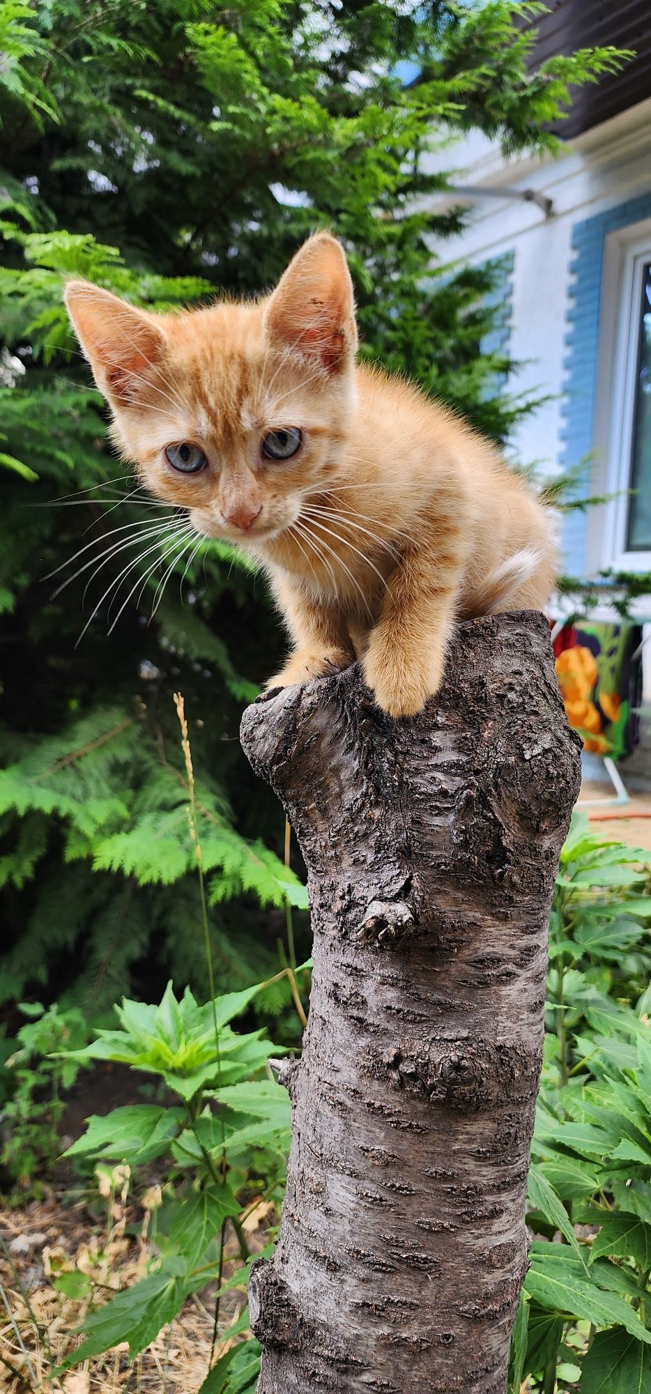 Рыжий котенок, будет отличным другом