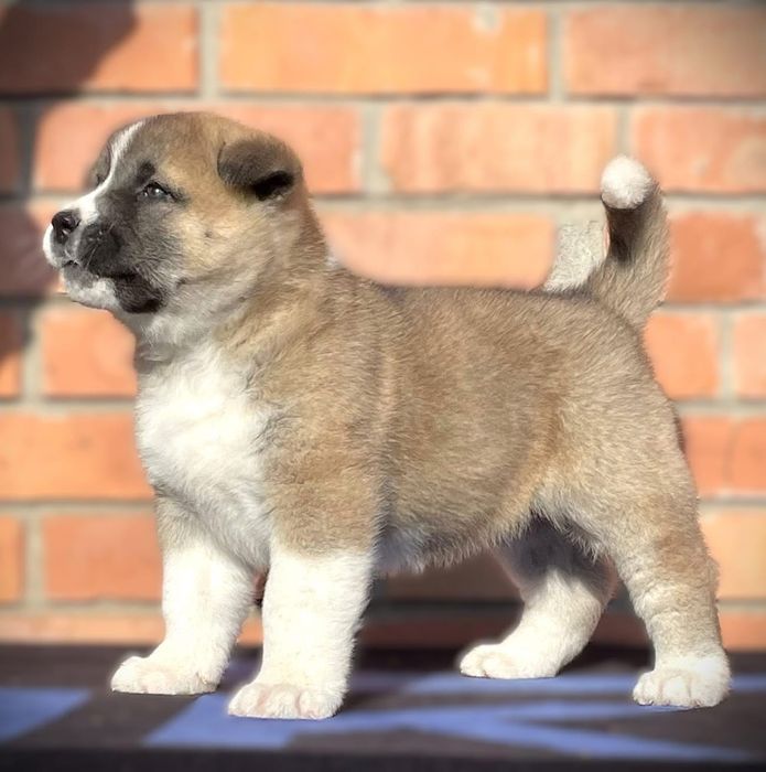 Найніжніша,,ласкава дівчинка, 2 міс, КСУ