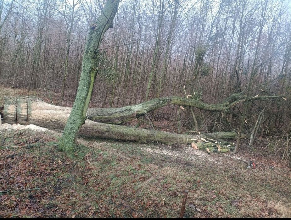 Wycinka drzew rębak