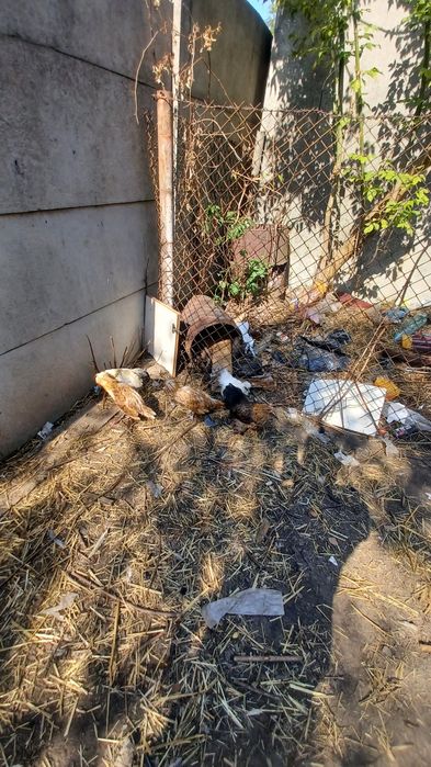 Sprzedam kury różne rasy