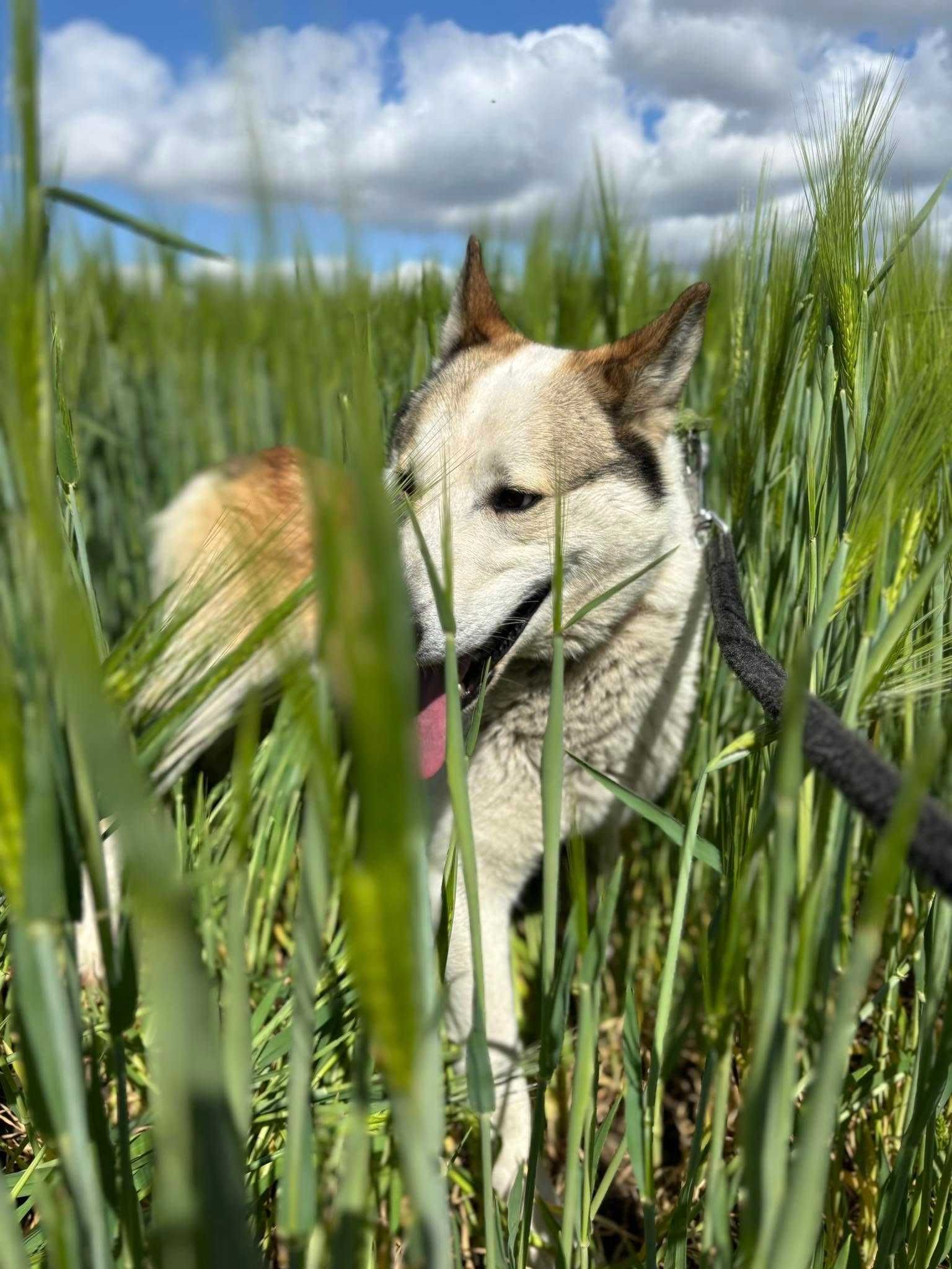 Północniak Turkus do adopcji
