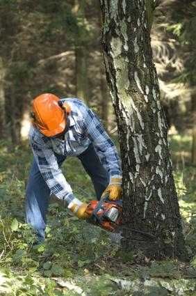 Wycinka Drzew Pielęgnacja Drzew Usługi Rębakiem Karczowanie Działek