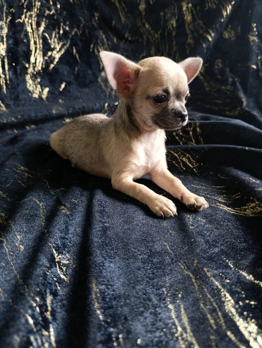 Suczka krótkowłosa chihuahua