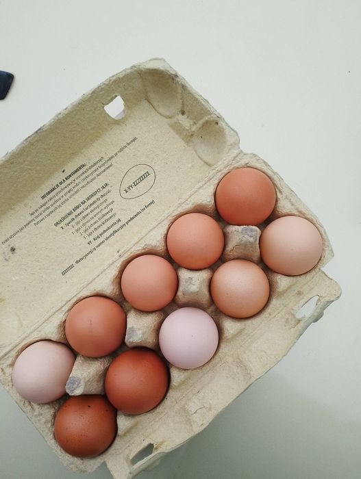 Sprzedam jajka wiejskie