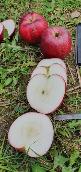 MALINÓWKA jabłko stara odmiana,bezparchowe  od 50kg