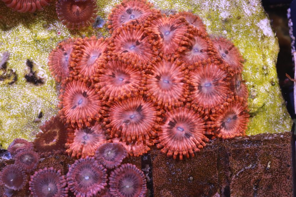 Zoanthus Utter Chaos Zoanthus Zoa  6-8 WYSYŁKA FLUOLAMPS.PL