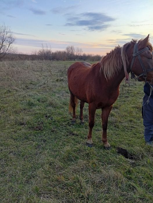 Продам молоду лошичку спокійна