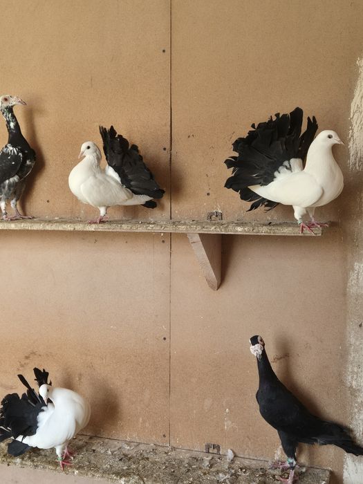 Pawiki białe na czarnym ogonie