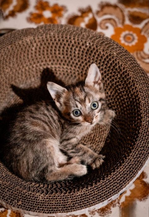 Отдам даром в добрые руки котят