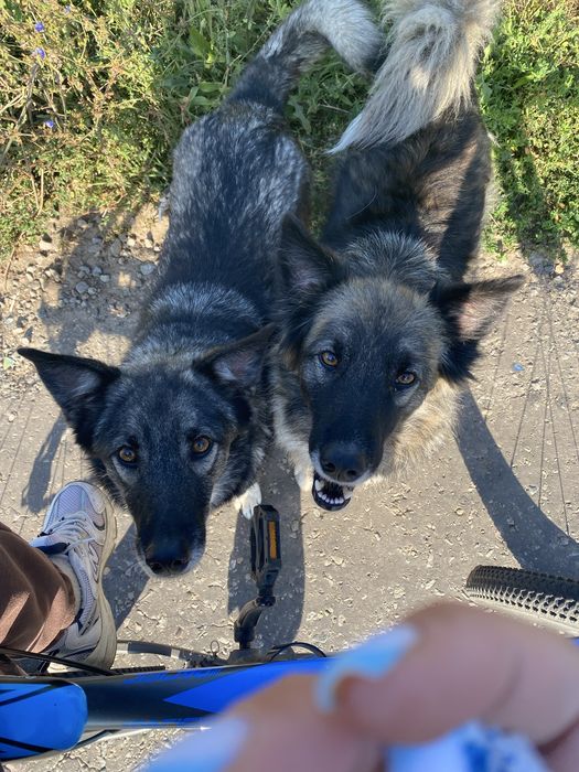 Выгуливаю собак