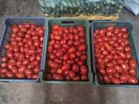 Pomidor polny Lima