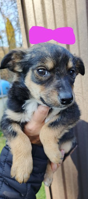 Привезу під двері безкоштовно і +маленький подарунок.