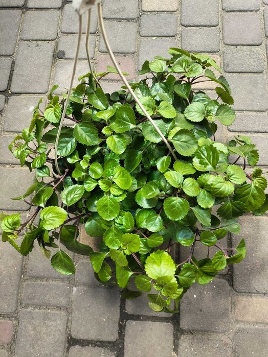 плектрантус южный комнатное растение