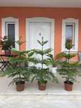 Planta Araucária