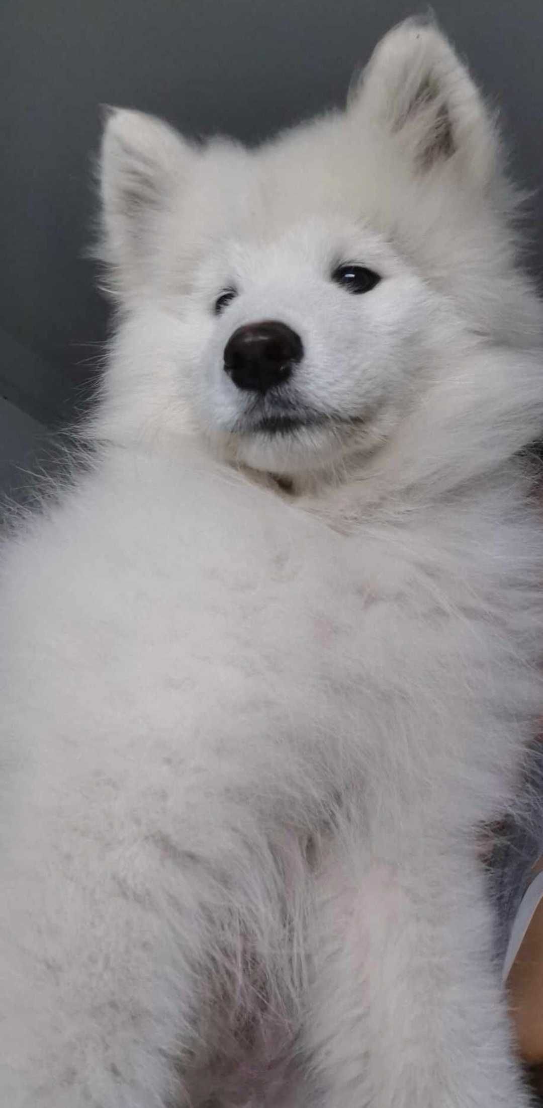 Samoyed z rodowodem szczenię chłopiec samiec samoyed piekny