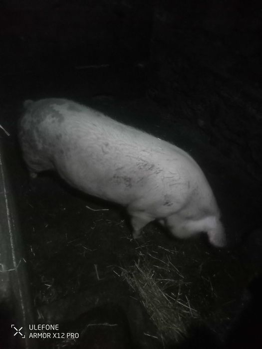 Vendo porca e porco inteiro bisaros