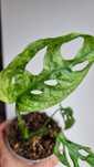 Monstera pepper mint