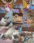 Летняя расподажа котят