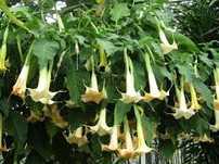 Plantas de trombeteira