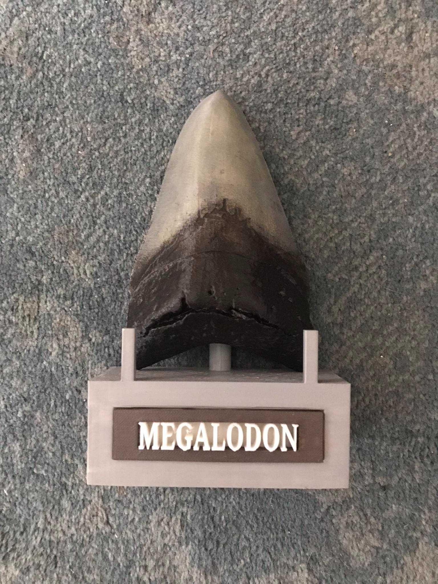 Dente de megalodon tamanho real Portes  incluídos