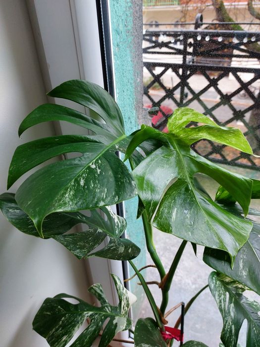 Monstera Albo w glinianej doniczce.