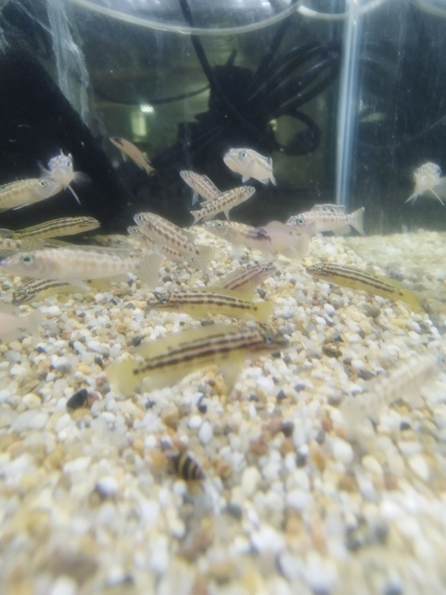 Julidochromis regany malagarasi tanganika