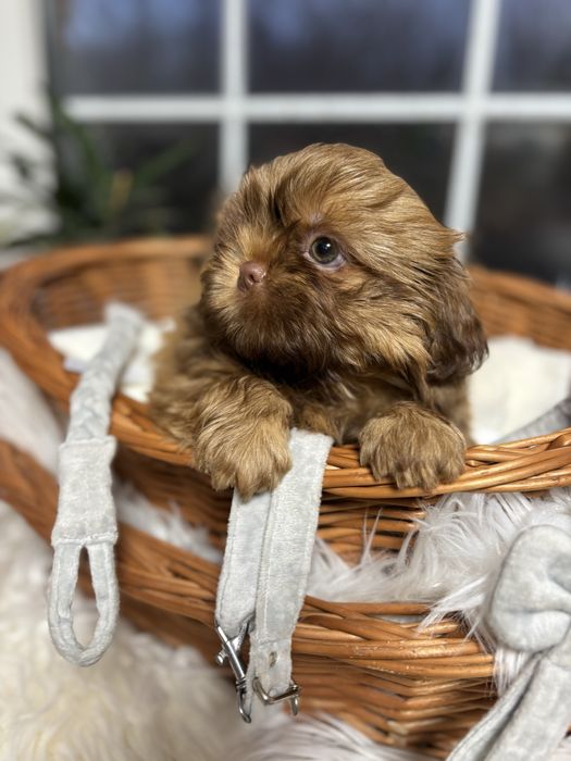Shih tzu gen czekolady SWKIPR WKU Polskie Porozumienie Krynologiczne