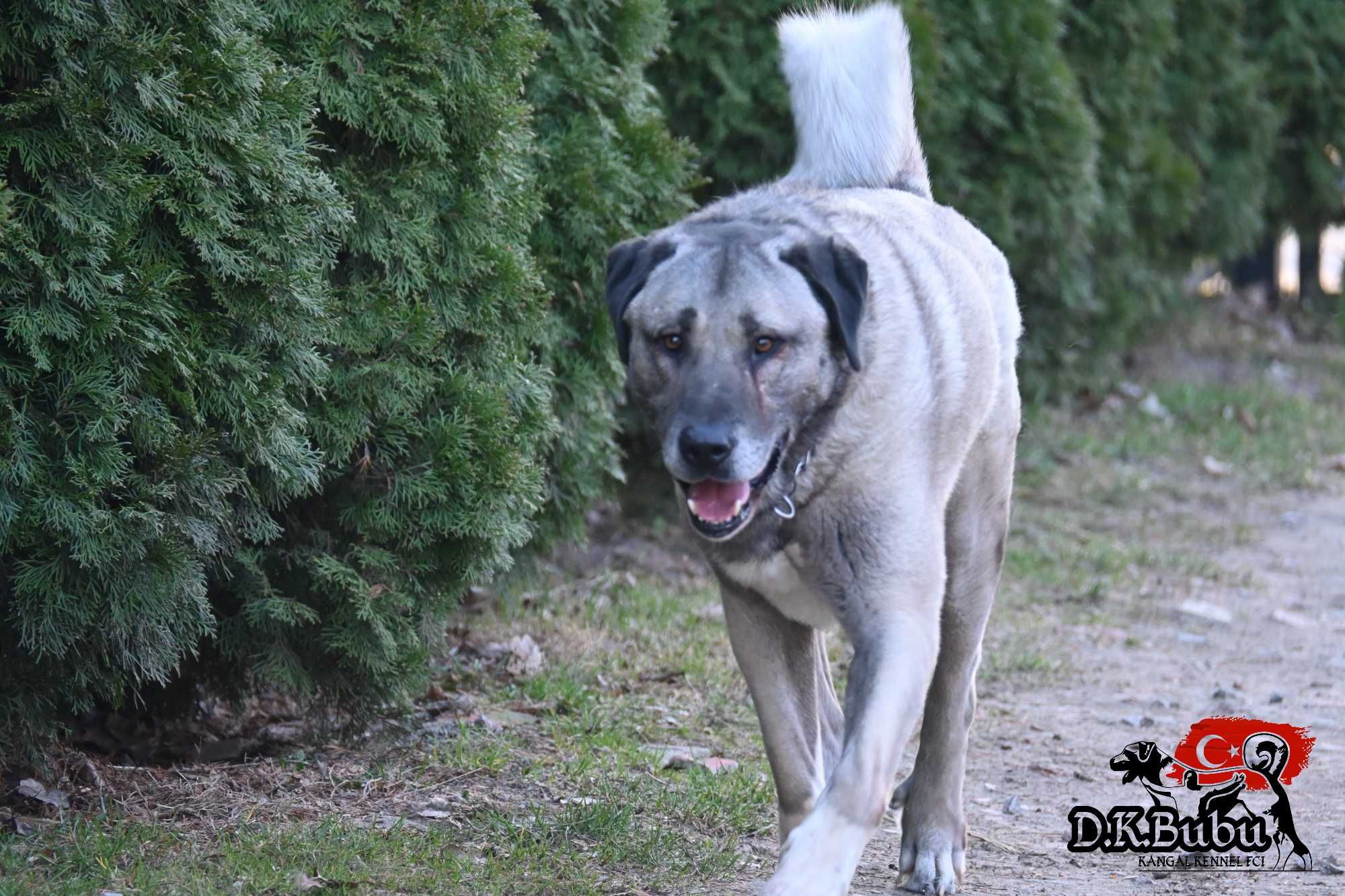 Kangal import Turcja ZKwP FCI