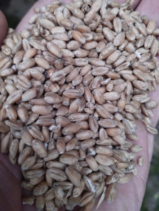 Pszenica dla kur, ptaków i innych zwierząt z dowozem